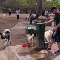 Happy dogs in Balboa Park!