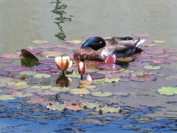 A duck sleeps among lily flowers in the life-filled Balboa Park reflecting pool.