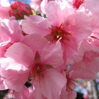 Beautiful cherry blossoms at Japanese Friendship Garden.