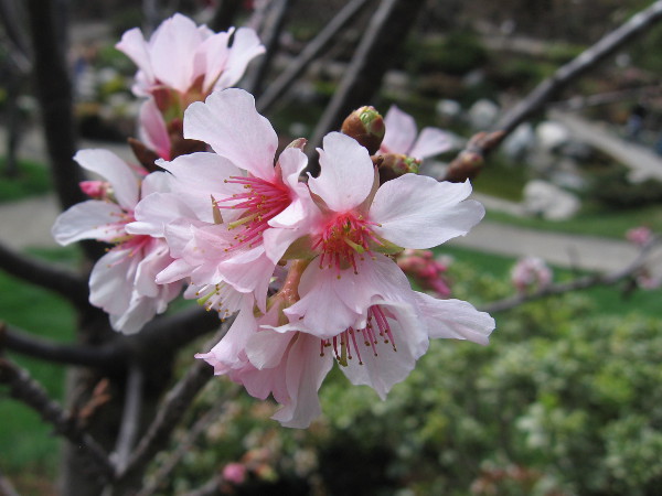 A small handful of early cherry blossoms have appeared at the Japanese Friendship Garden!